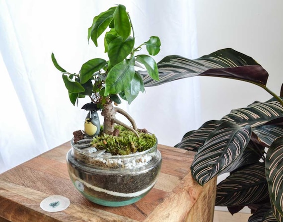 Kit terrarium 3 plantes DIY Japanoscope & Bocal - Les Beauxtanistes