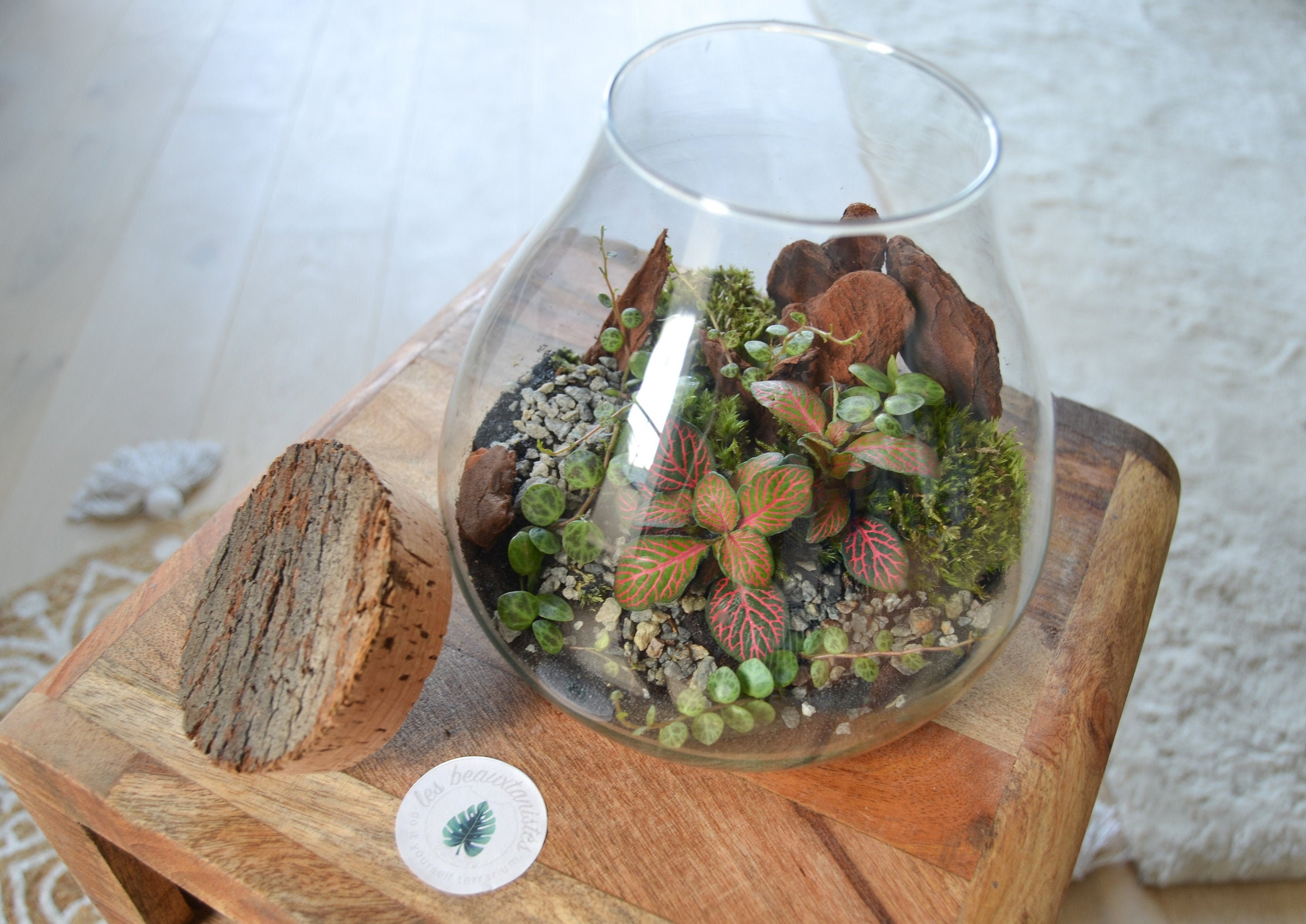 Kit terrarium DIY 1 plante à choisir - Les Beauxtanistes