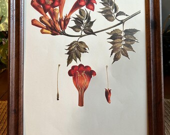 Framed Trumpet Creeper Print