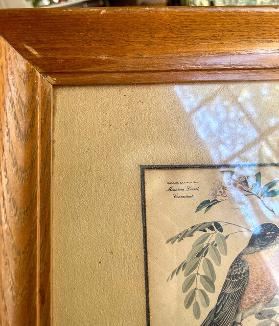 Vintage Framed Arthur Singer Bird Print - Etsy