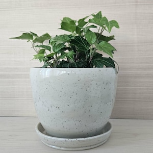 Puede incluir: Una maceta de cerámica blanca moteada con un platillo a juego contiene una planta de hiedra verde. La maceta tiene forma redondeada y está llena de hojas verdes exuberantes. El fondo es un patrón de vetas de madera clara.