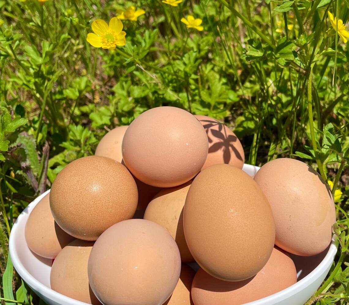 Organic Cage Free Brown Eggs Etsy