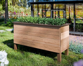 May include: A raised garden bed made of brown wood with a dark brown trim. The bed is filled with green plants and is sitting on a green lawn in front of a greenhouse.