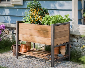 Könnte beinhalten: Ein erhöhtes Gartenbeet aus Holz mit einem Metallrahmen und zwei Regalen. Das Beet ist mit Pflanzen gefüllt, darunter Tomatenpflanzen mit gelben Tomaten und grünen Blattpflanzen. Das Beet steht auf einem Kiesweg vor einem blauen Haus.