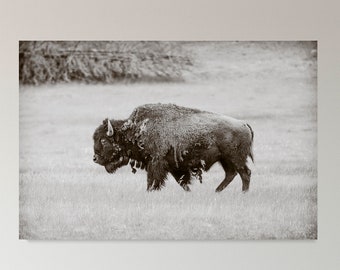Yellowstone Buffalo,Digital Download,Printable Wall Art,Landscape Photography,Bison,Meadow,