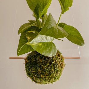 May include: A hanging kokedama plant with vibrant green leaves and a moss-covered ball. The plant is suspended by clear strings and a copper-colored bar. The leaves have yellow variegation.