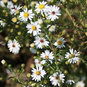 May include: A cluster of small white flowers with bright yellow centers, known as asters, growing on thin green stems. The plant features numerous delicate petals arranged in a radial pattern around the central disk, with some buds still closed.