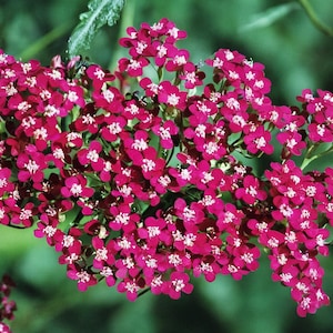 RED YARROW Seeds *FREE Shipping!* Fresh & Organic Achillea Millefolium &quot;Cassis&quot;, Allheal, Bloodwort, Cassis Yarrow Plant Seeds Bulk