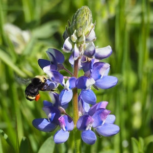 DWARF LUPINE Seeds *Free Shipping!* Fresh & Organic Lupinus nanus Seeds, Sky Lupine | Blue Outdoor Flower Seeds for Planting, Native Lupine