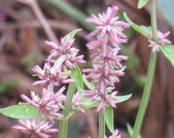 CANARY ISLAND AGASTACHE Seeds *Free Shipping!* Fresh & Organic Agastache canariensis, Hyssop - Perennial Plant Herb Seeds Bulk