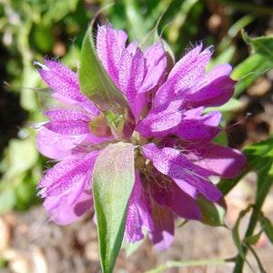 LEMON BEEBALM Seeds *Free Shipping!* Fresh & Organic Monarda citriodora Seeds, Purple Outdoor Flower Seeds Bulk | Lemon Bergamot Bee Balm