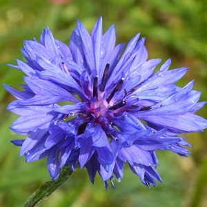 BLUE GEM JUBILEE Cornflower Seeds *Free Shipping!* Fresh & Organic Bachelor&#39;s Button (Centaurea cyanus) Blue Annual Flower Seeds Bulk