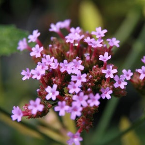PURPLETOP VERVAIN Seeds *Free Shipping!* Fresh & Organic Verbena bonariensis Seeds, Purple Outdoor Flower Seeds Bulk | Tall Verbena