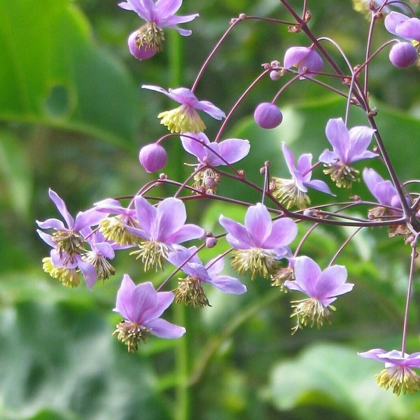 MEADOW RUE Seeds *Free Shipping!* Fresh & Organic Thalictrum rochebrunianum Seeds | Outdoor Garden Plant, Pink Flowers | "Lavender Mist" Rue