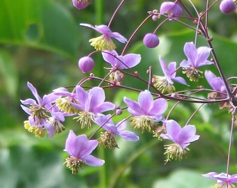 MEADOW RUE Seeds *Free Shipping!* Fresh & Organic Thalictrum rochebrunianum Seeds | Outdoor Garden Plant, Pink Flowers | "Lavender Mist" Rue