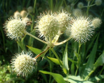 RATTLESNAKE MASTER Seeds *FREE Shipping!* Fresh & Organic Eryngium yuccifolium seeds | white outdoor flower seeds bulk | Marsh Eryngo