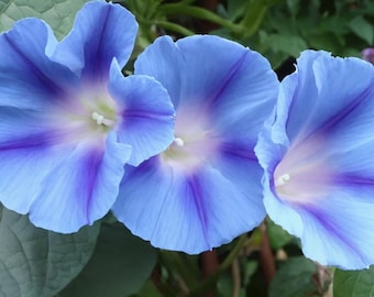 Morning Glory, Blue Star *FREE Shipping!* Ipomoea tricolor vine seeds / Blue Star Morning Glory seeds / Mexican Morning Glory flower seeds