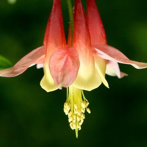 WESTERN COLUMBINE Seeds *Free Shipping!* Aquilegia formosa Seeds, Red-Yellow Outdoor Flower Seeds for Planting | Native Columbine Seeds