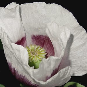 PERSIAN WHITE Poppy Seeds *FREE Shipping!* White Papaver somniferum Seeds | Cold Weather Flower Seeds [Bulk options available]