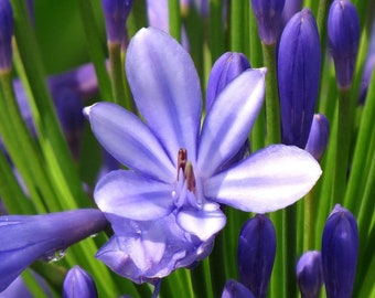 STORM CLOUD AGAPANTHUS Seeds *Free Shipping!* Fresh & Organic Agapanthus orientalis, Common Agapanthus, Lily Plant Seeds Bulk