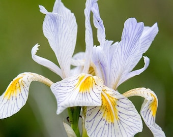 WILD BLUE IRIS Seeds *Free Shipping!* Fresh & Organic Iris missouriensis Seeds | Blue Outdoor Flower Seeds for Planting | Western Blue Flag