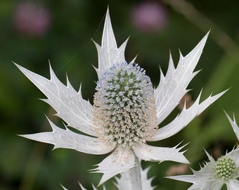 Silver Sea Holly Seeds *FREE Shipping!* Fresh & Organic Eryngium giganteum seeds | white outdoor flower seeds bulk | Miss Willmotts ghost