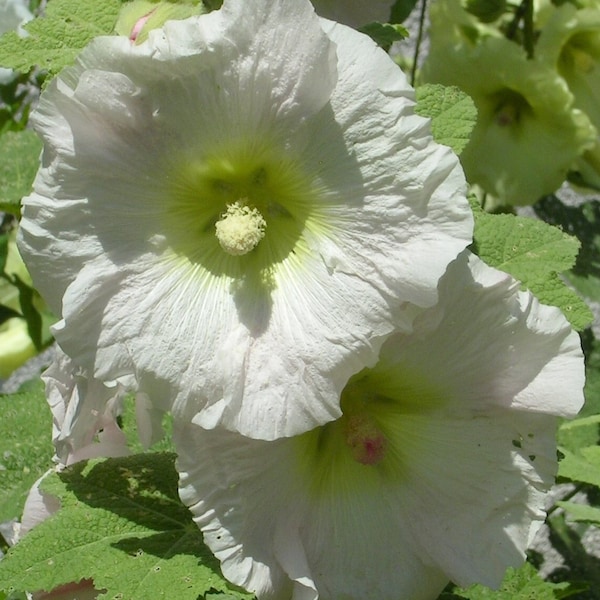 WHITE HOLLYHOCK Seeds *Free Shipping!* Fresh & Organic Alcea rosea Seeds, White Outdoor Flower Seeds Bulk | White Mallow Hollyhock Alcea