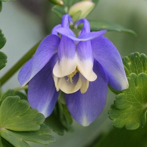 DWARF COLUMBINE Seeds *Free Shipping!* Fresh & Organic Aquilegia flabellata Seeds for Planting, Perennial Fan Columbine | Native Flowers