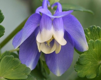 DWARF COLUMBINE Seeds *Free Shipping!* Fresh & Organic Aquilegia flabellata Seeds for Planting, Perennial Fan Columbine | Native Flowers