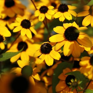 BROWN EYED SUSAN Seeds *Free Shipping!* Fresh & Organic Rudbeckia triloba Seeds, Yellow Outdoor Flower Seeds Bulk | Thin Leaved Coneflower
