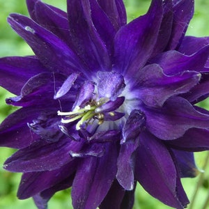 PURPLE BARLOW COLUMBINE Seeds *Free Shipping!* Aquilegia vulgaris Seeds, Stunning Purple Flower Seeds for Planting | Columbine Plant Seeds