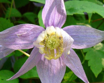 DOWNY CLEMATIS Seeds *Free Shipping!* Fresh & Organic Clematis macropetala Seeds, Purple Outdoor Flower Seeds Bulk | Purple Clematis