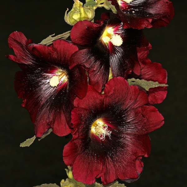 BLACK HOLLYHOCK Seeds *FREE Shipping!* Fresh & Organic Alcea rosea var. Nigra, Fig leaf, Hollyhock, Common Hollyhock - Flower Plant Seeds