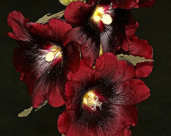 BLACK HOLLYHOCK Seeds *FREE Shipping!* Fresh & Organic Alcea rosea var. Nigra, Fig leaf, Hollyhock, Common Hollyhock - Flower Plant Seeds