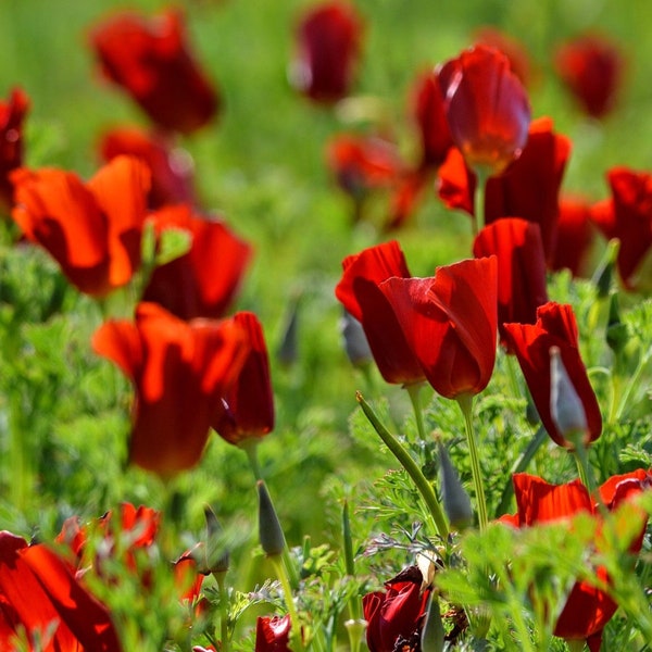 Red California Poppy Seeds *FREE Shipping!* Fresh & Organic Eschscholzia californica seeds | red outdoor flower seeds bulk