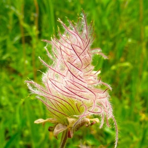 PRAIRE SMOKE Seeds *FREE Shipping!* Fresh & Organic Geum triflorum seeds, Pink Outdoor Plant Flower Seeds Bulk | Cherry Drop Wildflower Seed