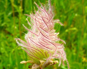 PRAIRE SMOKE Seeds *FREE Shipping!* Fresh & Organic Geum triflorum seeds, Pink Outdoor Plant Flower Seeds Bulk | Cherry Drop Wildflower Seed
