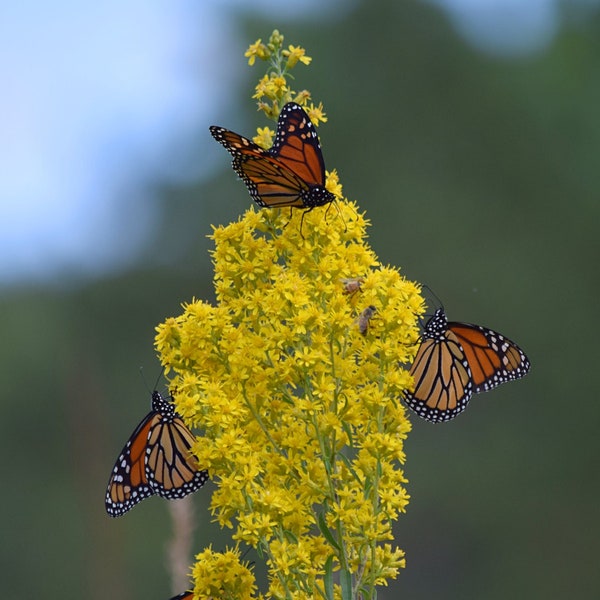 SHOWY GOLDENROD Seeds *Free Shipping!* Fresh & Organic Solidago speciosa Seeds | Yellow Outdoor Flower Seeds for Planting, Drought-Tolerant