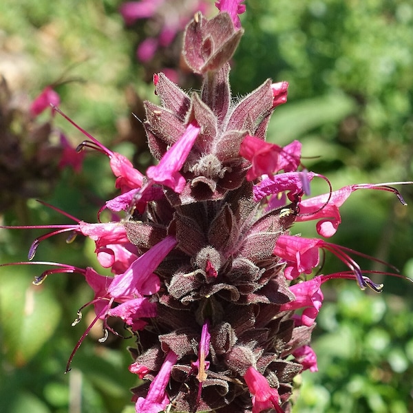 HUMMINGBIRD SAGE Seeds *Free Shipping!* Fresh & Organic Salvia spathacea Seeds, Pink Outdoor Flower Seeds Bulk | Pitcher Sage Salvia