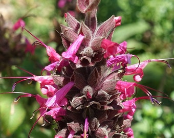 HUMMINGBIRD SAGE Seeds *Free Shipping!* Fresh & Organic Salvia spathacea Seeds, Pink Outdoor Flower Seeds Bulk | Pitcher Sage Salvia