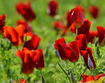 May include: A field of bright red poppy flowers in bloom. The flowers are surrounded by green foliage.
