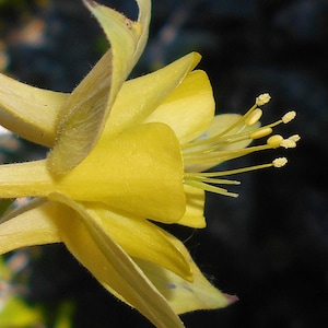 GOLDEN COLUMBINE Seeds *Free Shipping!* Aquilegia chrysantha Seeds, Yellow Outdoor Flower Seeds for Planting, Native Columbine Plant Seeds