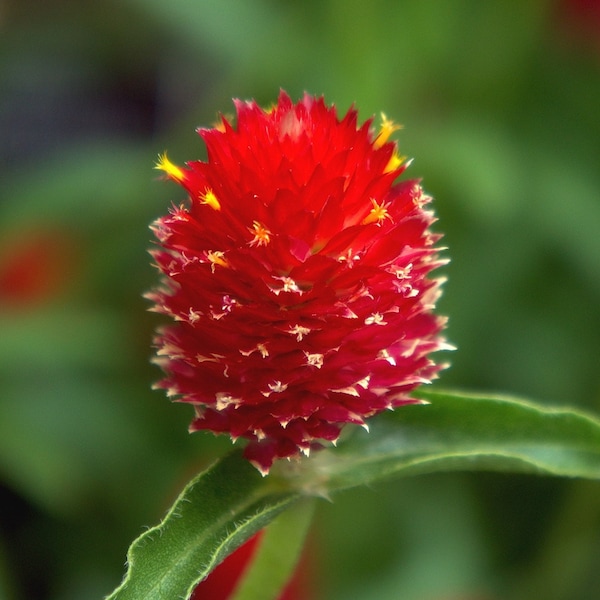 STRAWBERRY FIELDS Seeds *FREE Shipping!* Fresh & Organic Gomphrena haageana seeds | red outdoor flower seeds bulk | Globe Amaranth