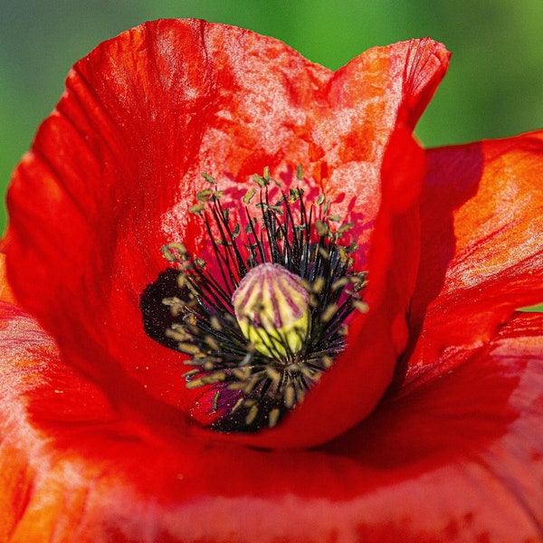 RED BREADSEED POPPY Seeds *Free Shipping!* Fresh & Organic Papaver somniferum Seeds | Cold Tolerant Red Outdoor Flower Seeds for Planting