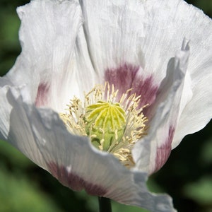 TASMANIAN WHITE POPPY Seeds *Free Shipping!* Fresh & Organic Papaver somniferum Seeds | White Annual Outdoor Flower Seeds for Planting
