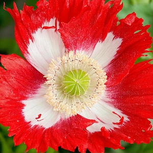 DANEBROG POPPY Seeds *FREE Shipping!* Red Frilly Papaver somniferum Seeds | Cold Weather Flower Seeds [Bulk options available]