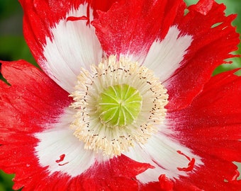 DANEBROG POPPY Seeds *FREE Shipping!* Red Frilly Papaver somniferum Seeds | Cold Weather Flower Seeds [Bulk options available]