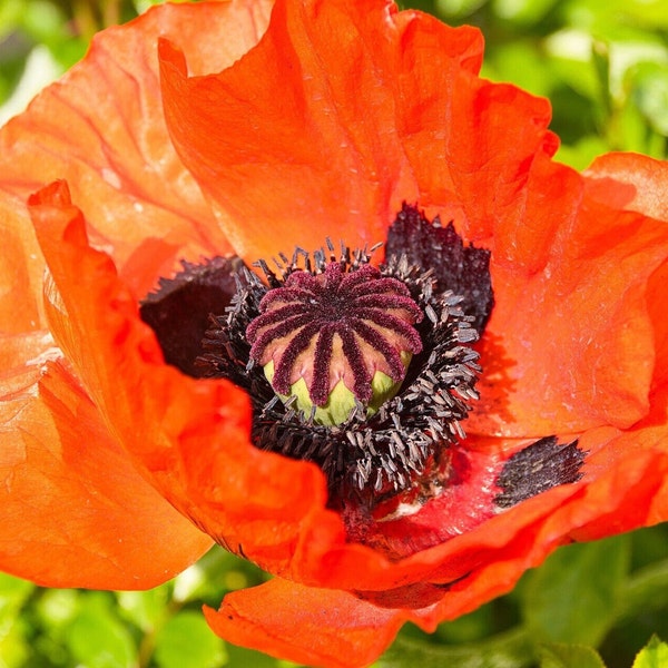 PRINCE ORANGE POPPY Seeds *Free Shipping!* Fresh & Organic Papaver orientale Seeds | Cold Tolerant Oriental Poppy Seeds for Planting