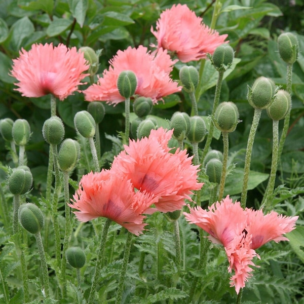 SALMON PEONY POPPY Seeds *Free Shipping!* Fresh & Organic Papaver somniferum Seeds | Salmon Outdoor Flower Seeds for Planting Fringed Poppy