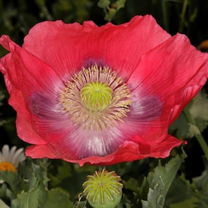 HENS & CHICKS Poppy Seeds *FREE Shipping!* Red Papaver somniferum Seeds, &quot;Hens and Chickens&quot; Poppy | Flower Seeds [Bulk options available]